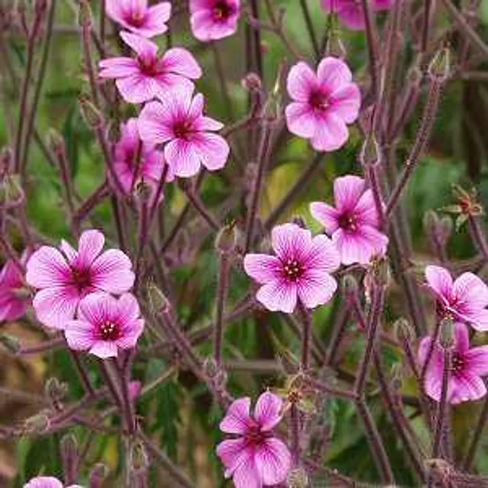 Geranium maderense 2