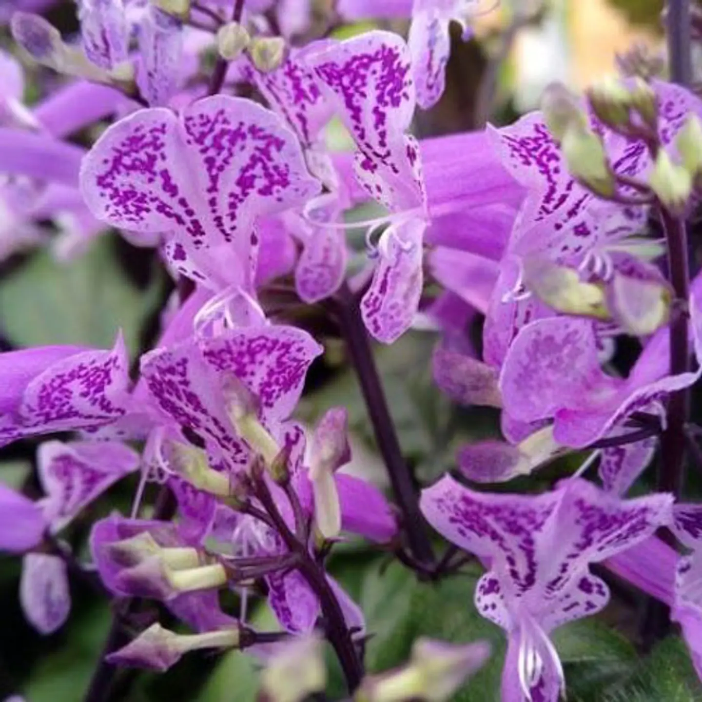 Mona lavanda 1