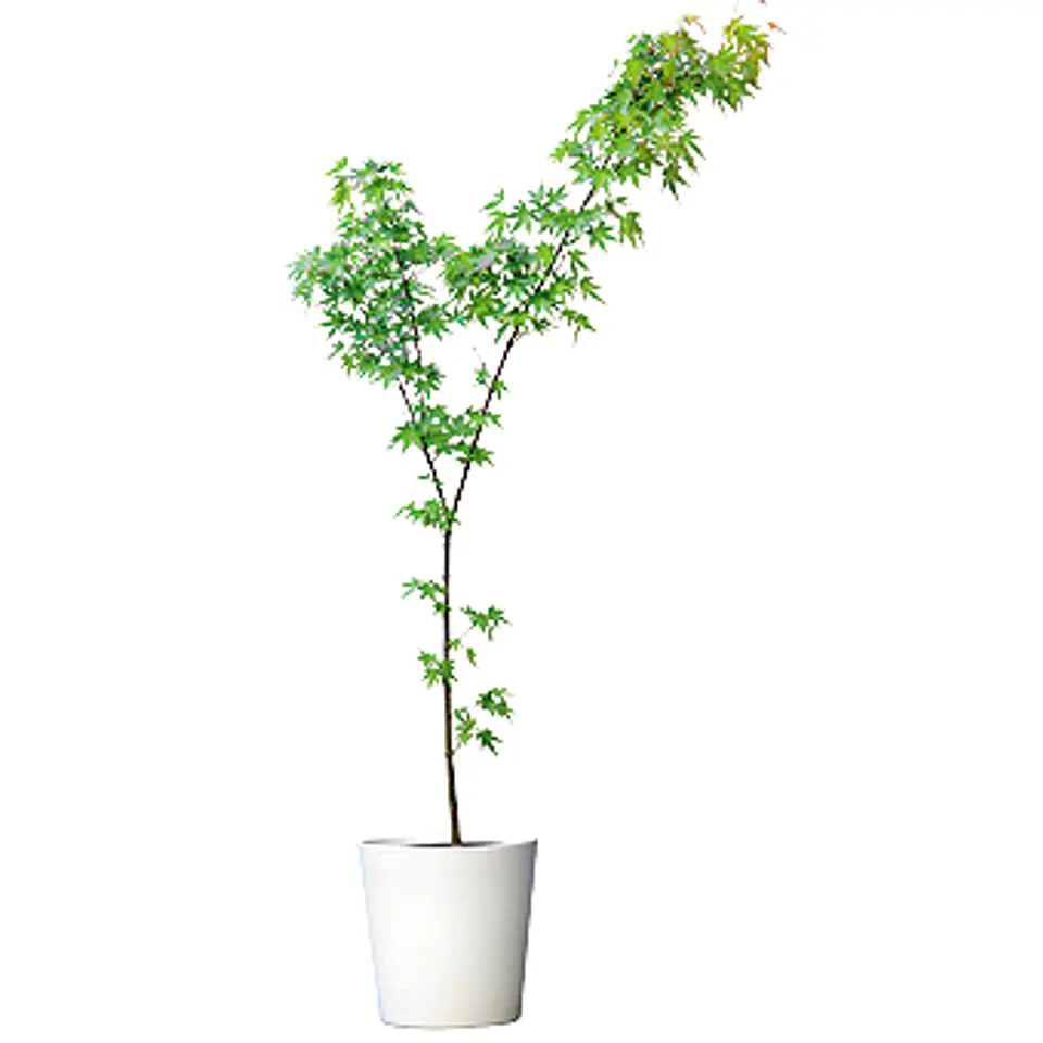 Acer Japonés 1