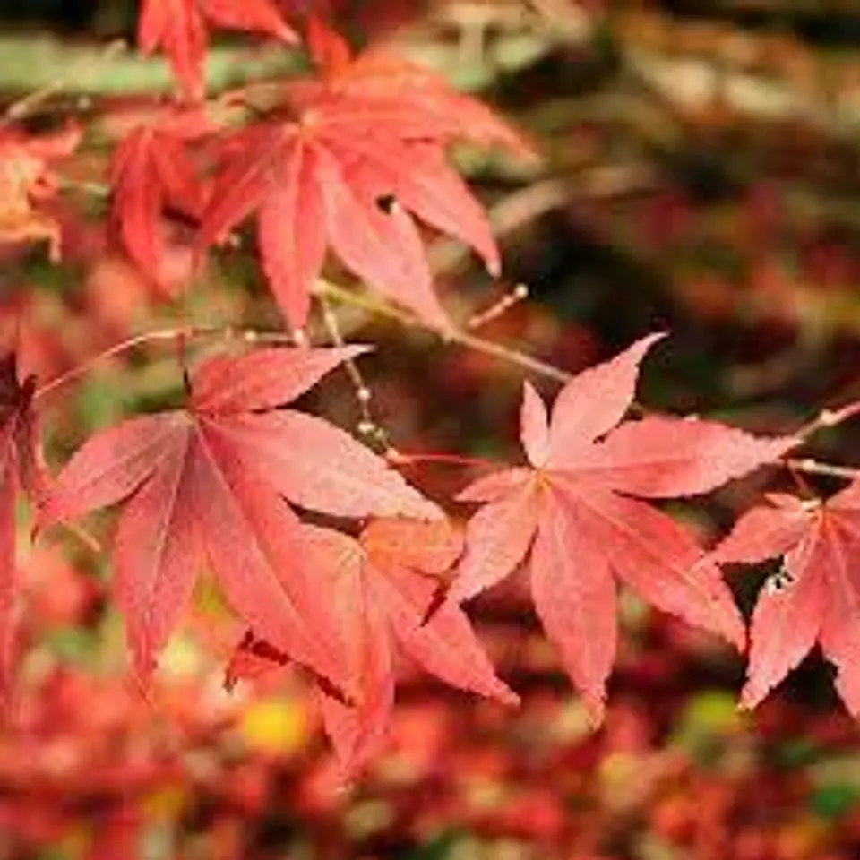 Acer Japonés 2