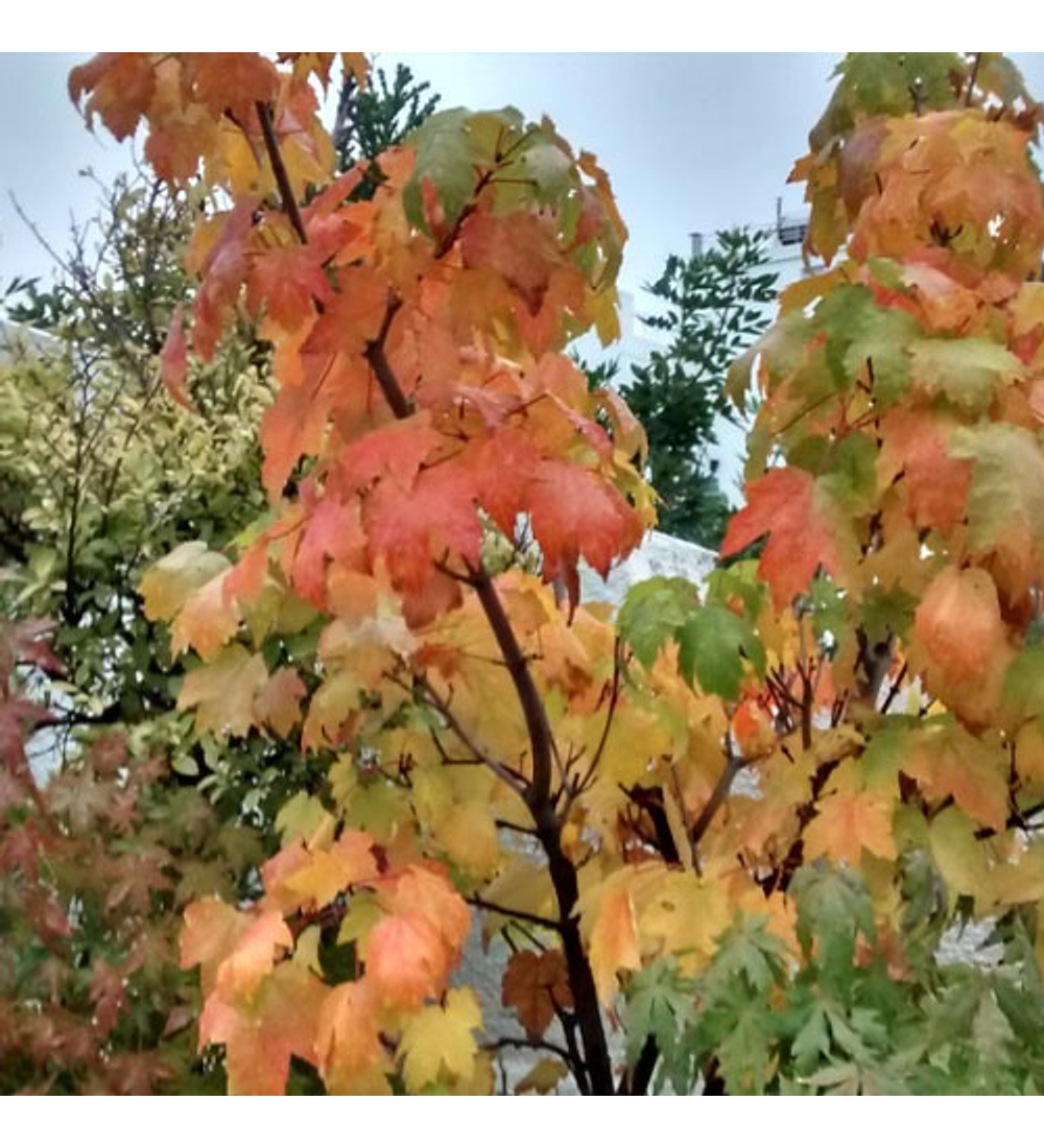 Acer azucarero