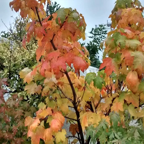 Acer azucarero