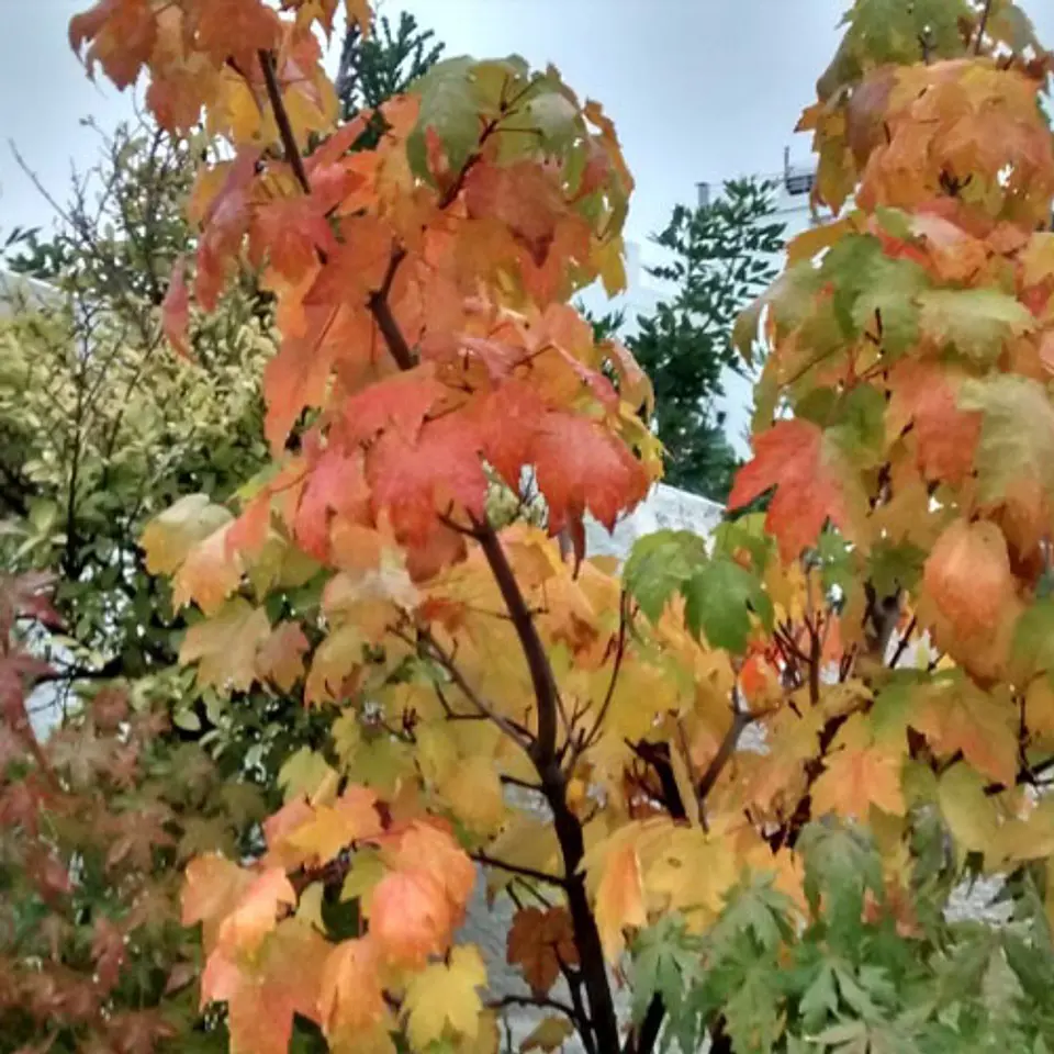Acer azucarero 1