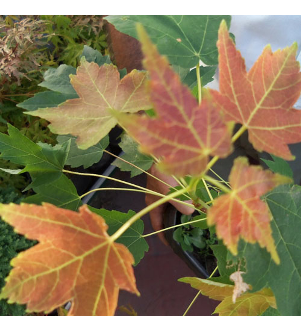 Acer azucarero