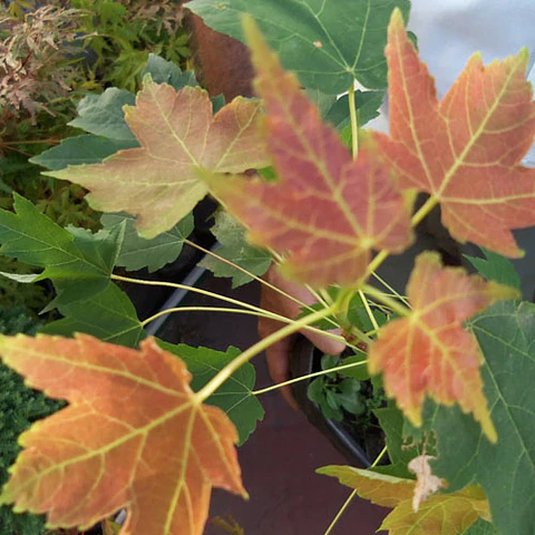 Acer azucarero