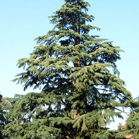 Cedro del líbano