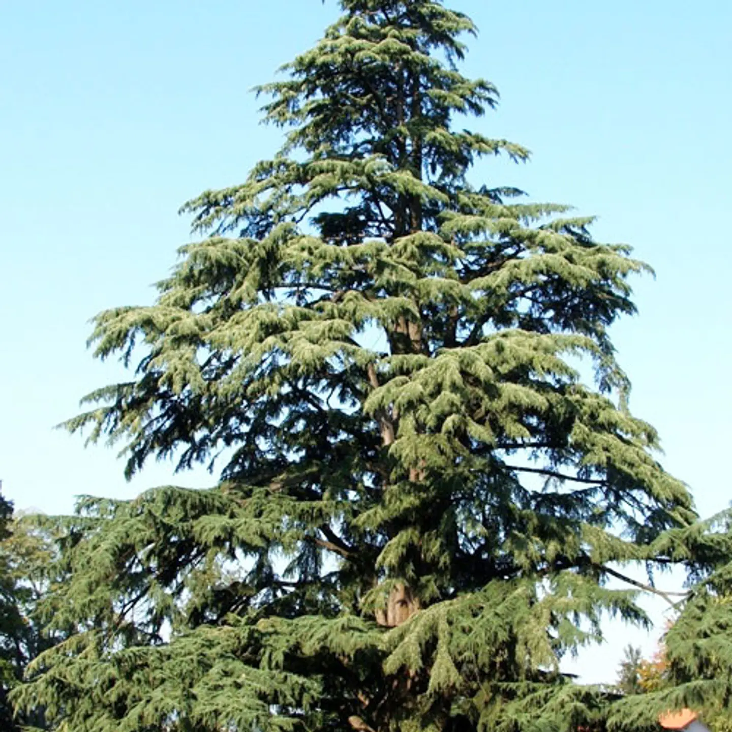 Cedro del líbano 1
