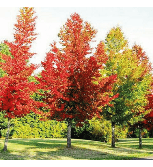 Liquidambar