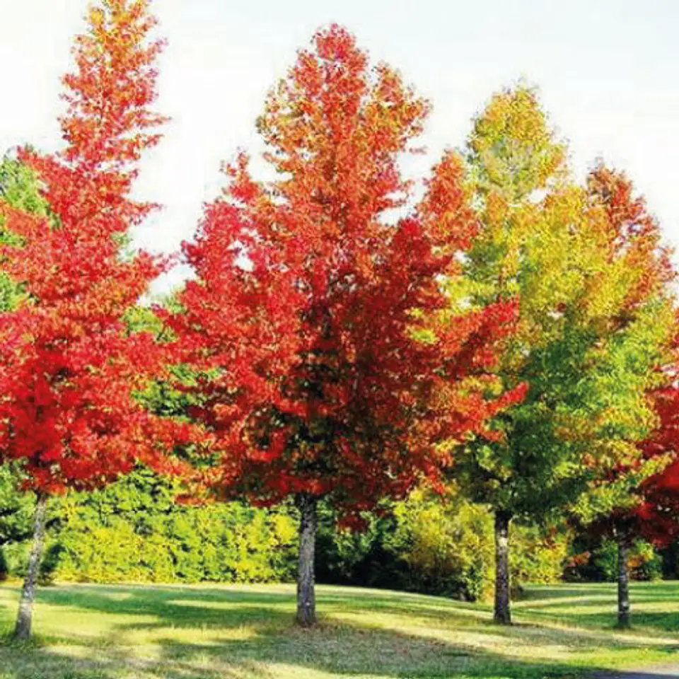 Liquidambar 1