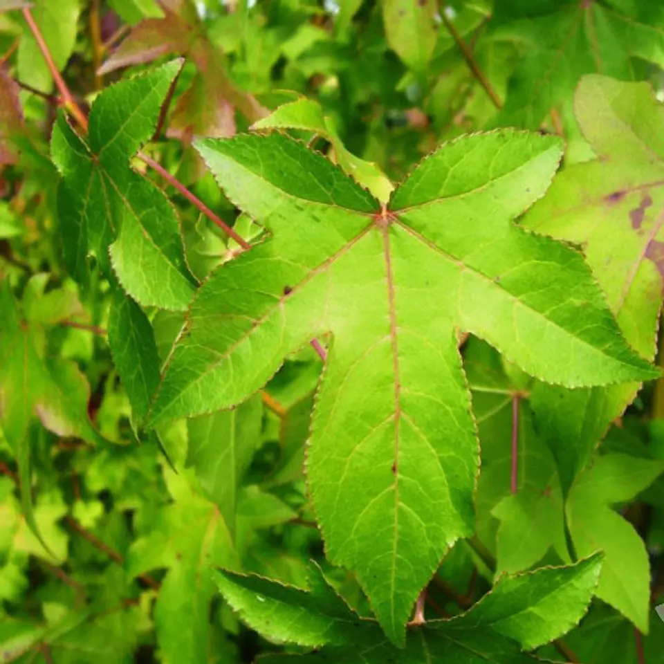 Liquidambar 3