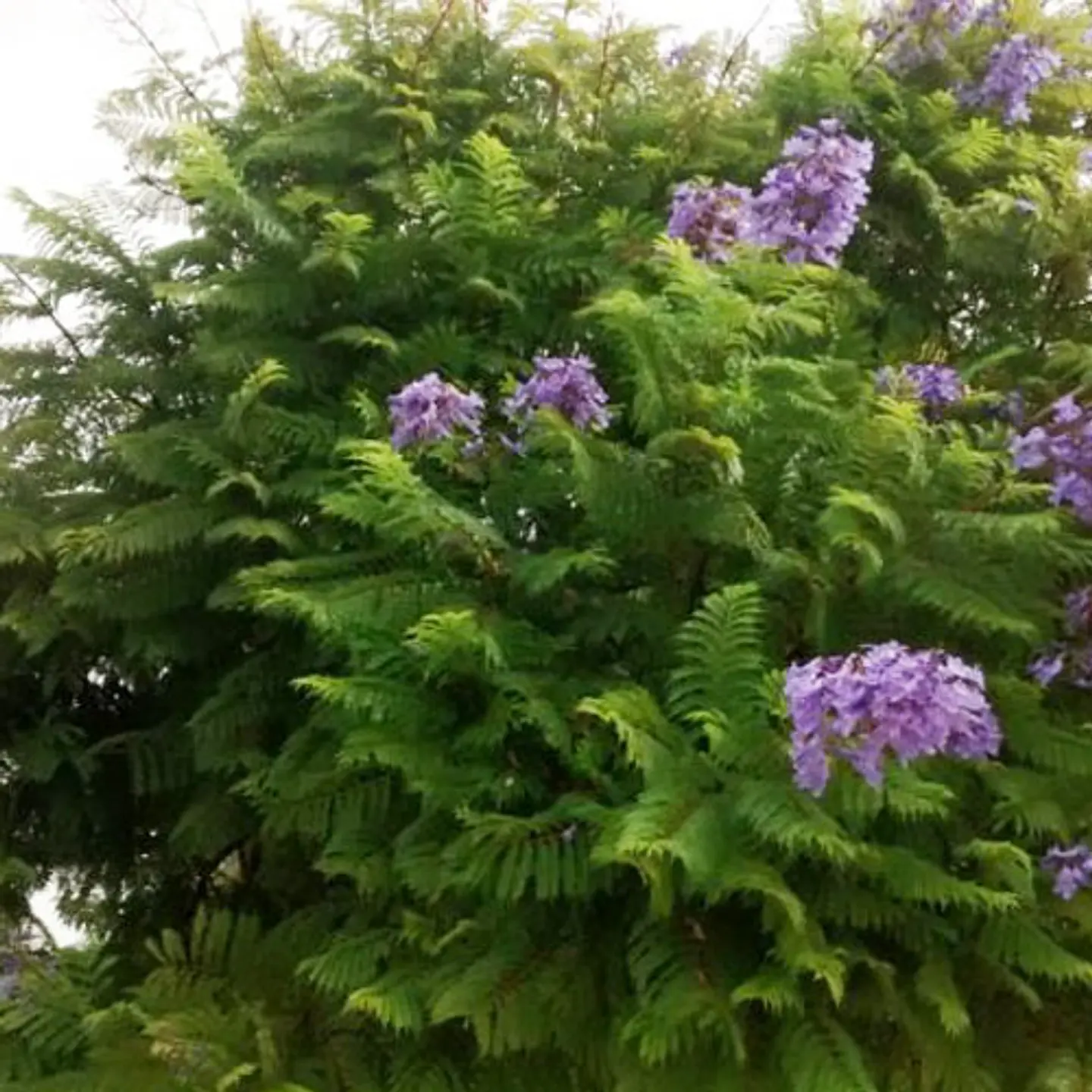 Jacarandá 1