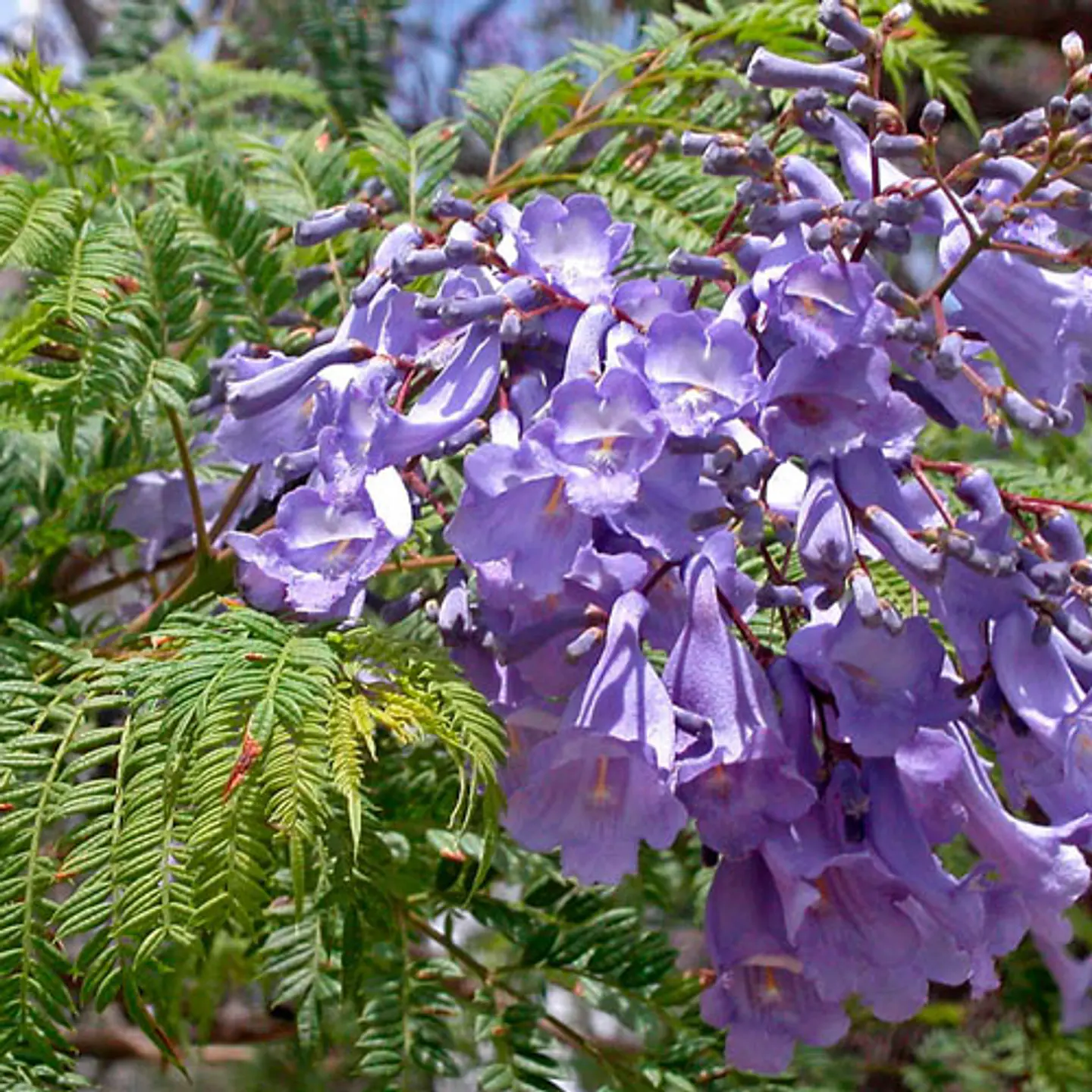 Jacarandá 2
