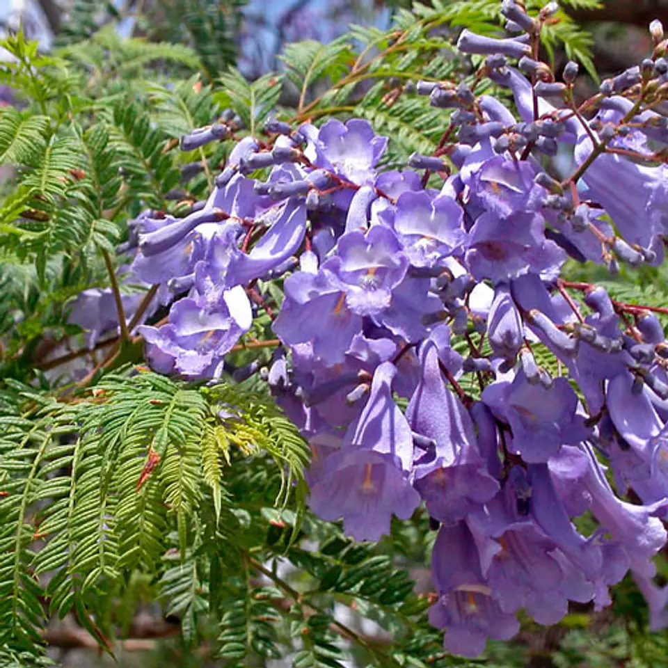 Jacarandá 2