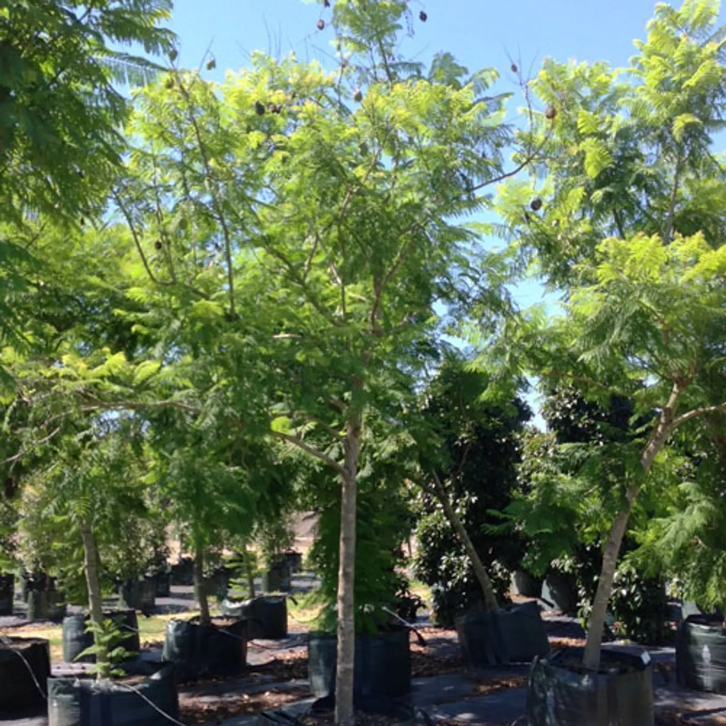 Jacarandá 3