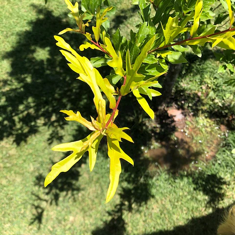 Roble americano
