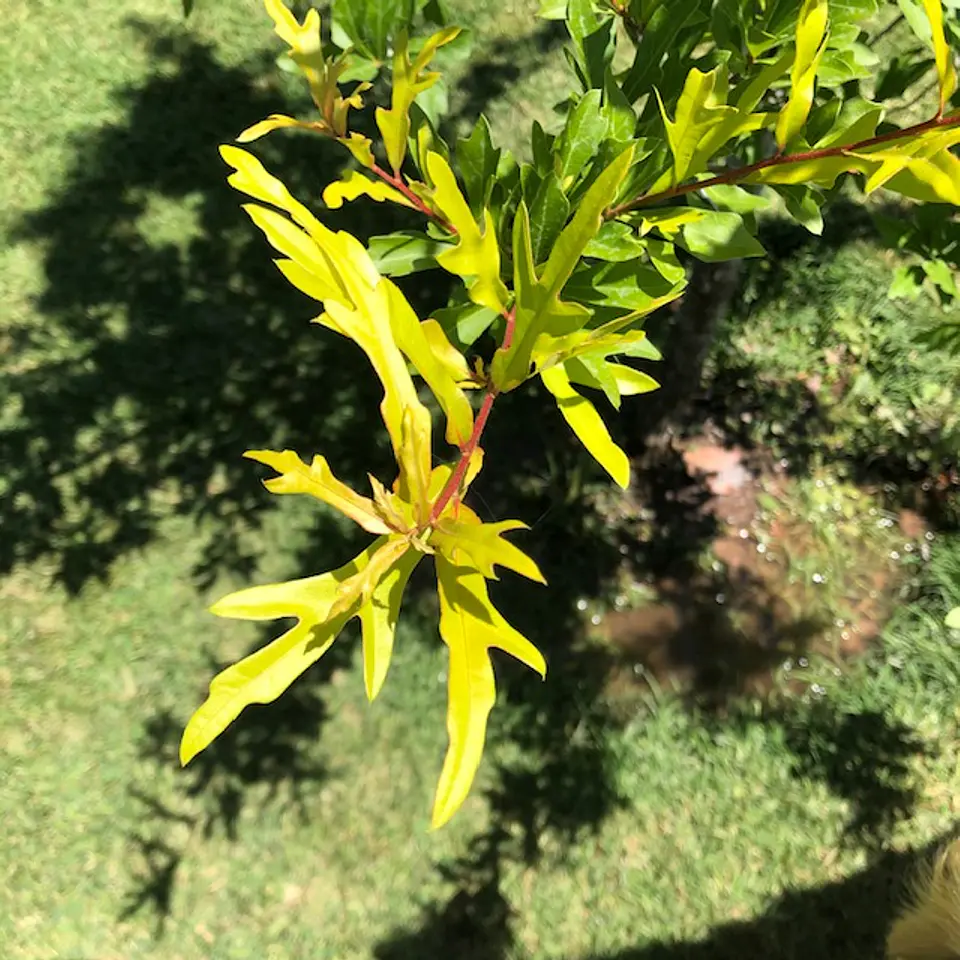Roble americano 1