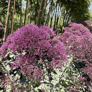 Trachelium Corine Purple