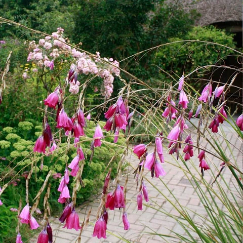 Dierama