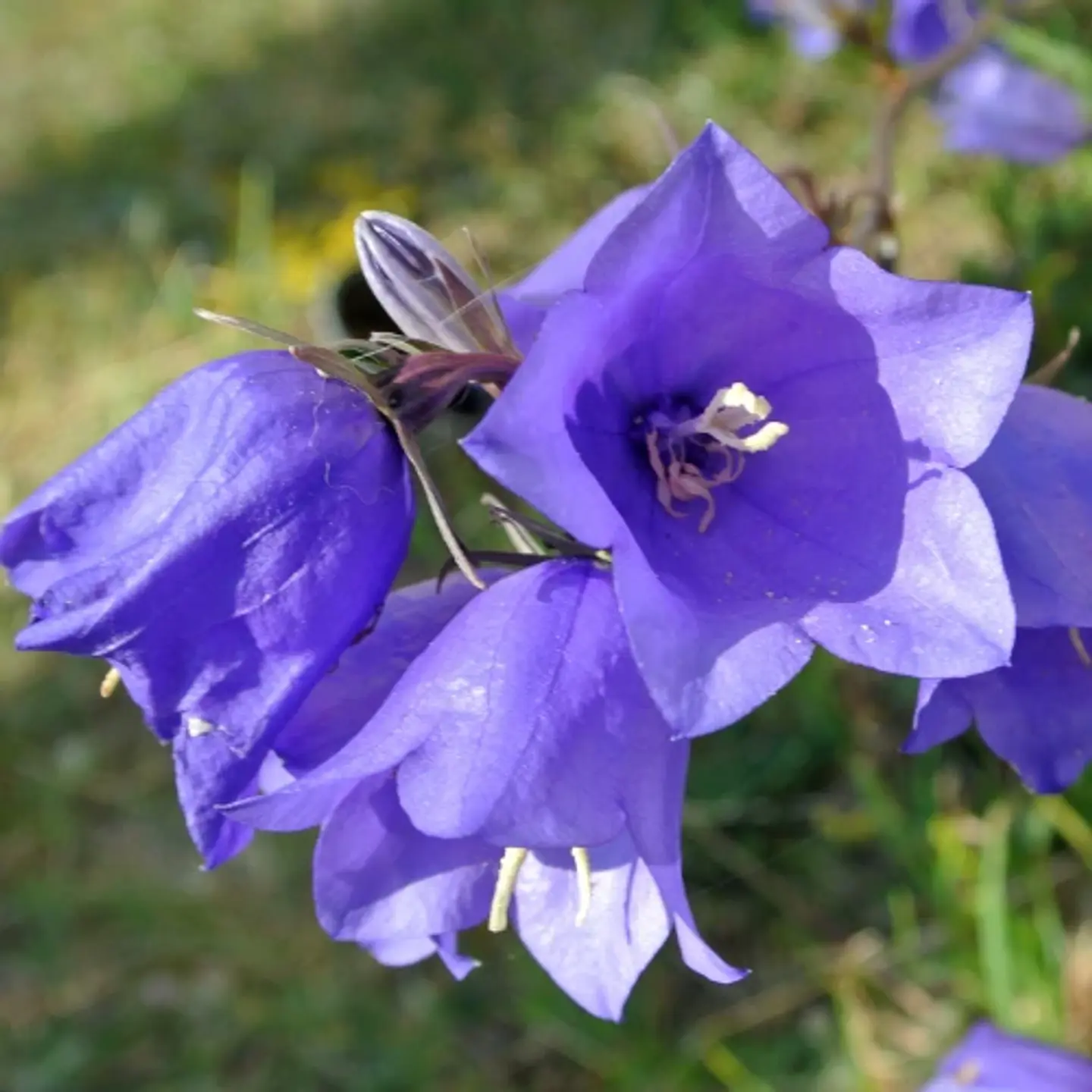 Campanula 1