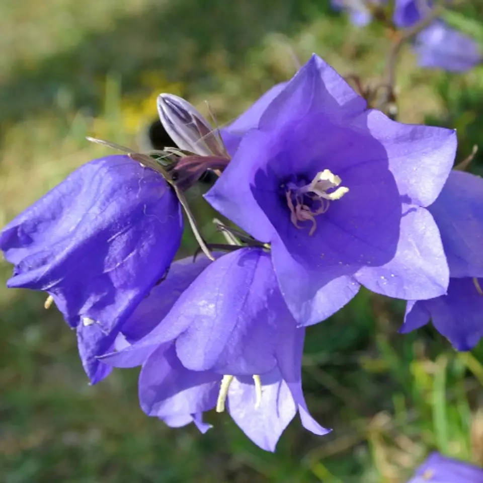 Campanula 1