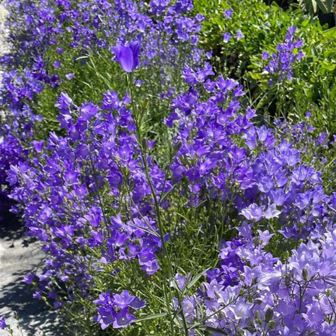 Campanula 2