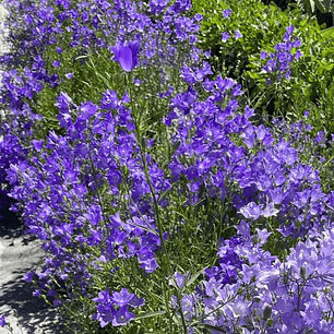 Campanula