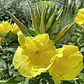 Oenoteras - Miniatura 2