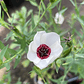 Linaria Bright Eyes - Miniatura 1