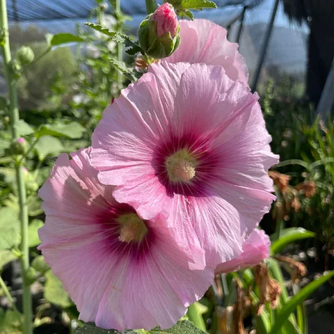 Malva Real