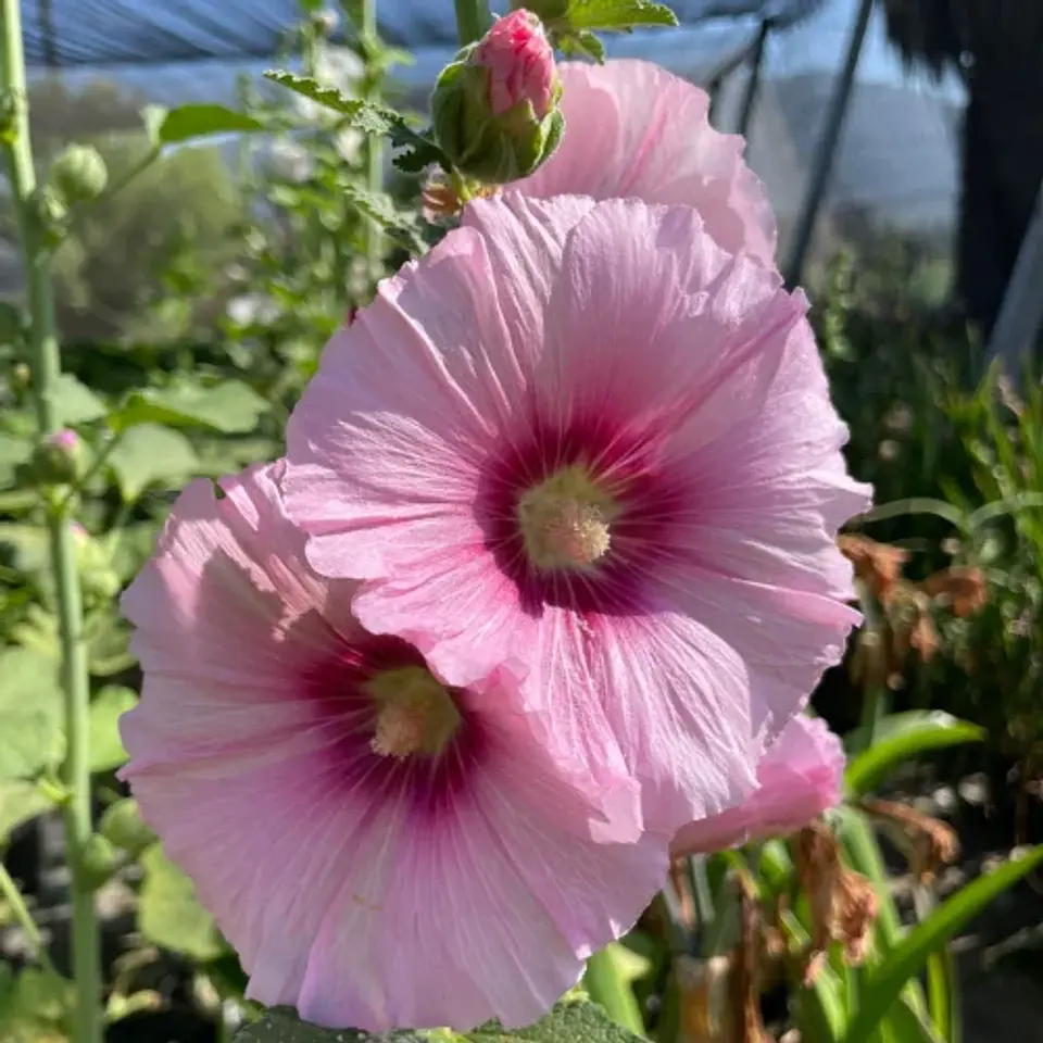 Malva Real 1