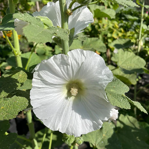 Malva Real