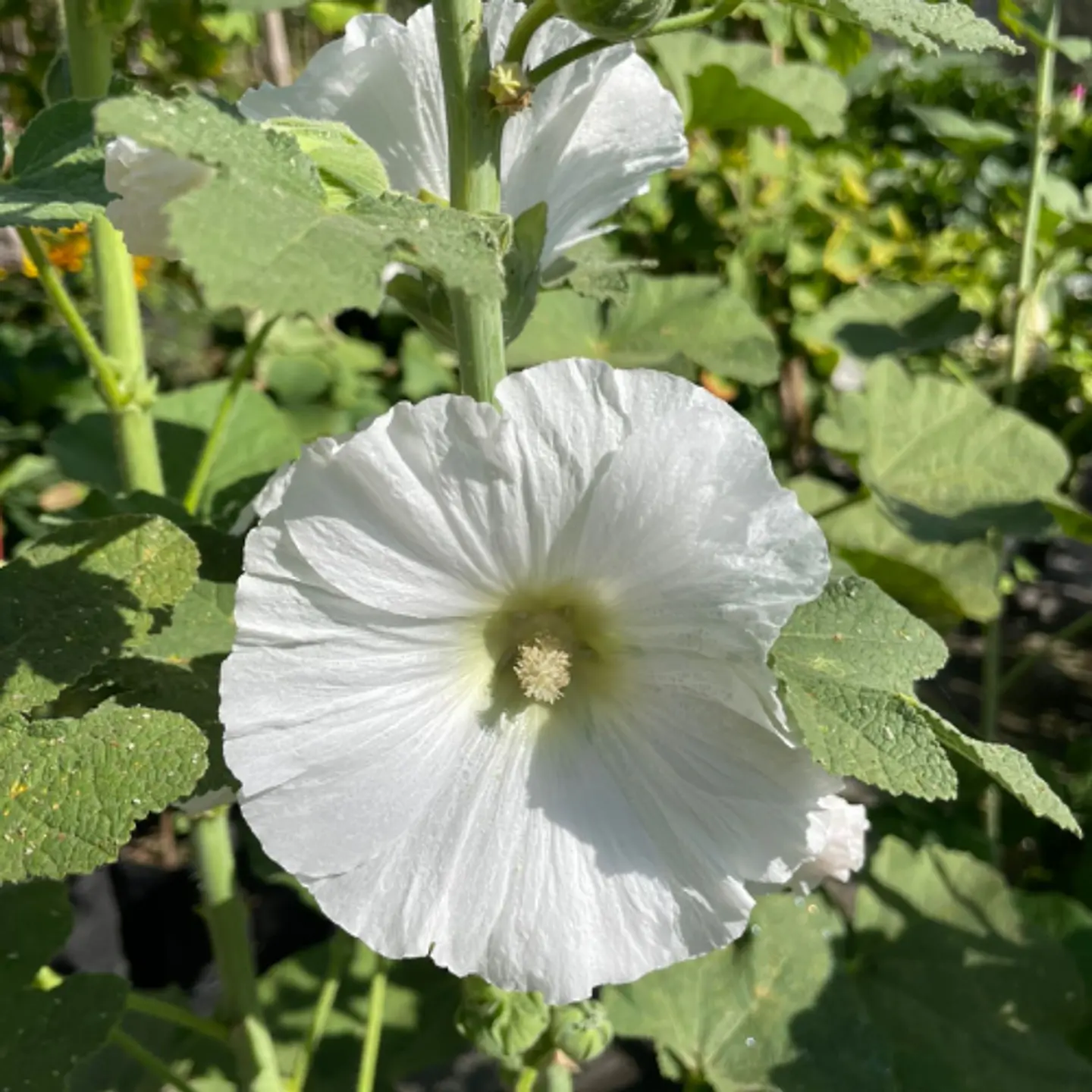 Malva Real 2