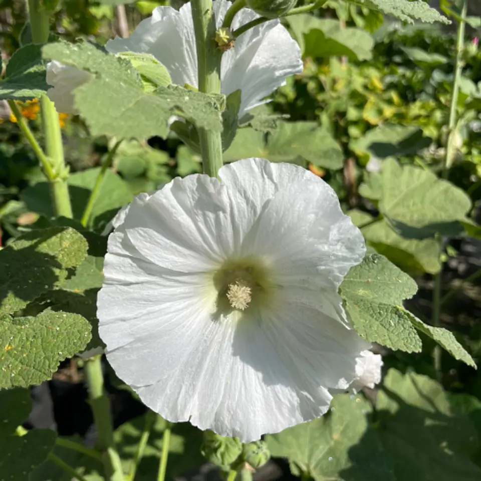 Malva Real 2