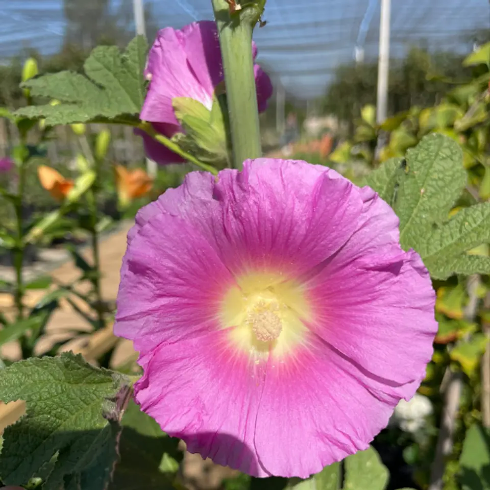 Malva Real 3