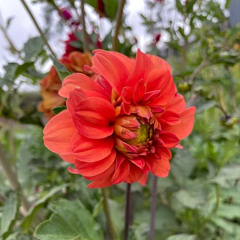 Dalias Altas