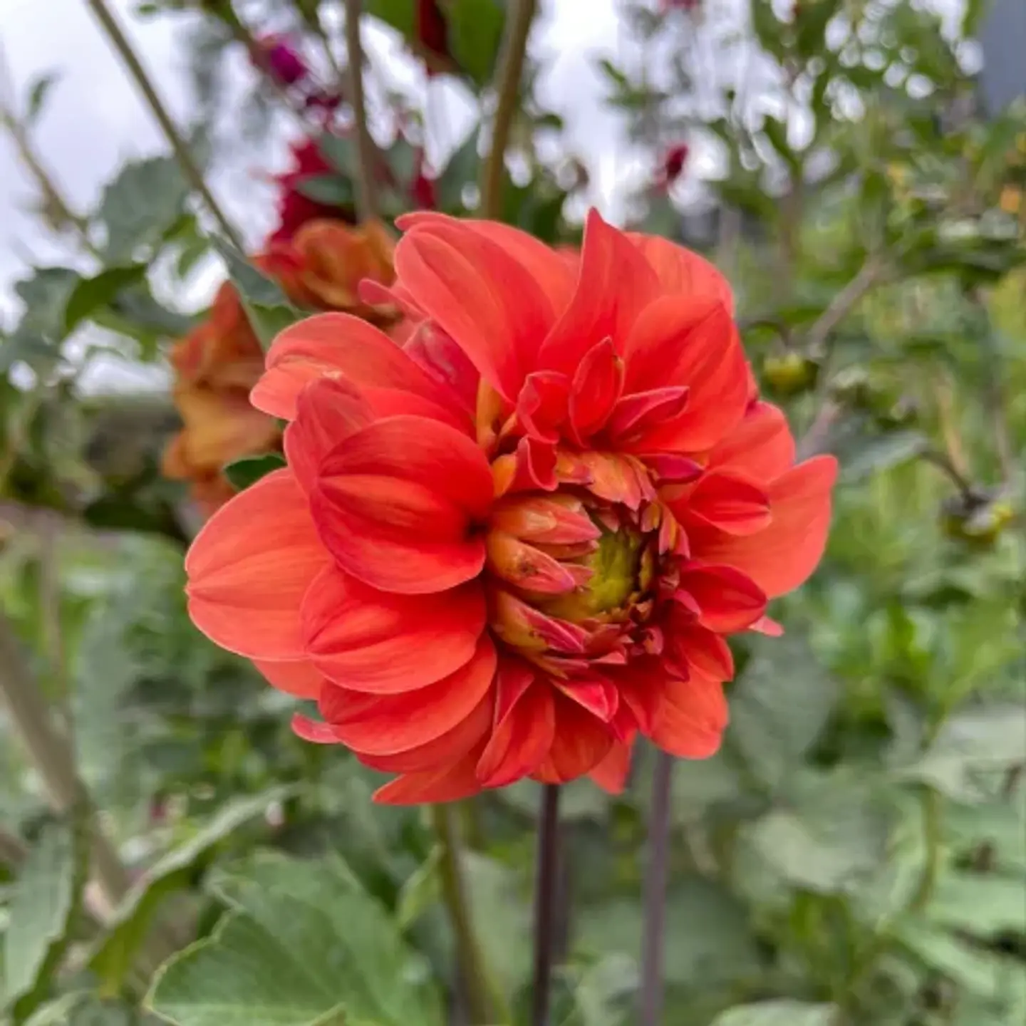 Dalias Altas 1