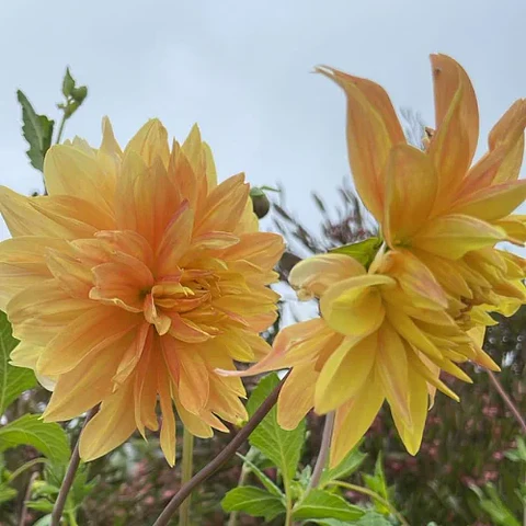 Dalias Altas