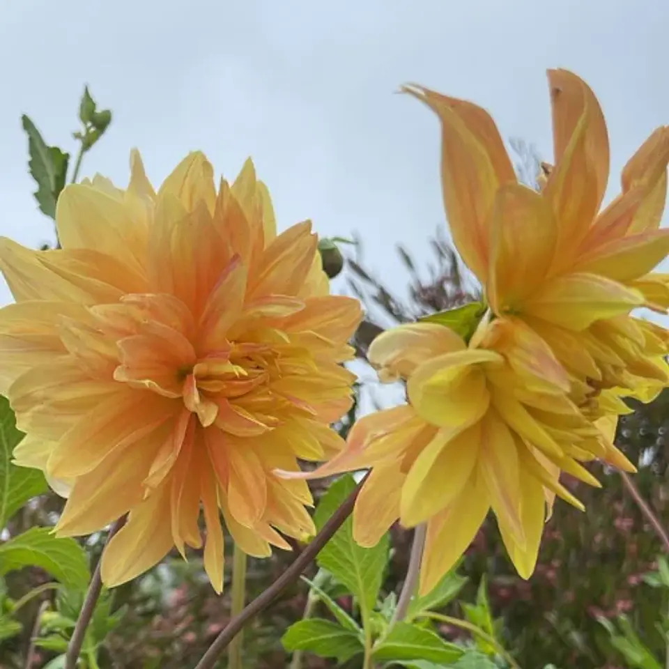 Dalias Altas 2