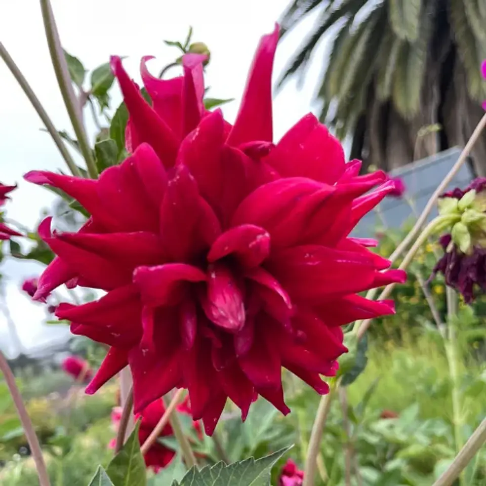 Dalias Altas 3