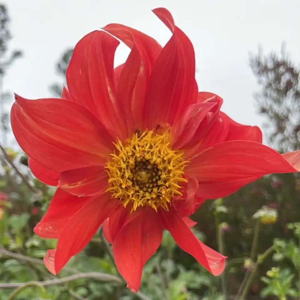 Dalias Altas 4