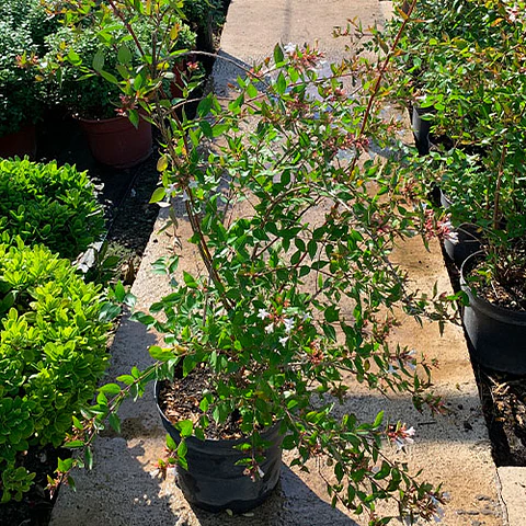 Abelia