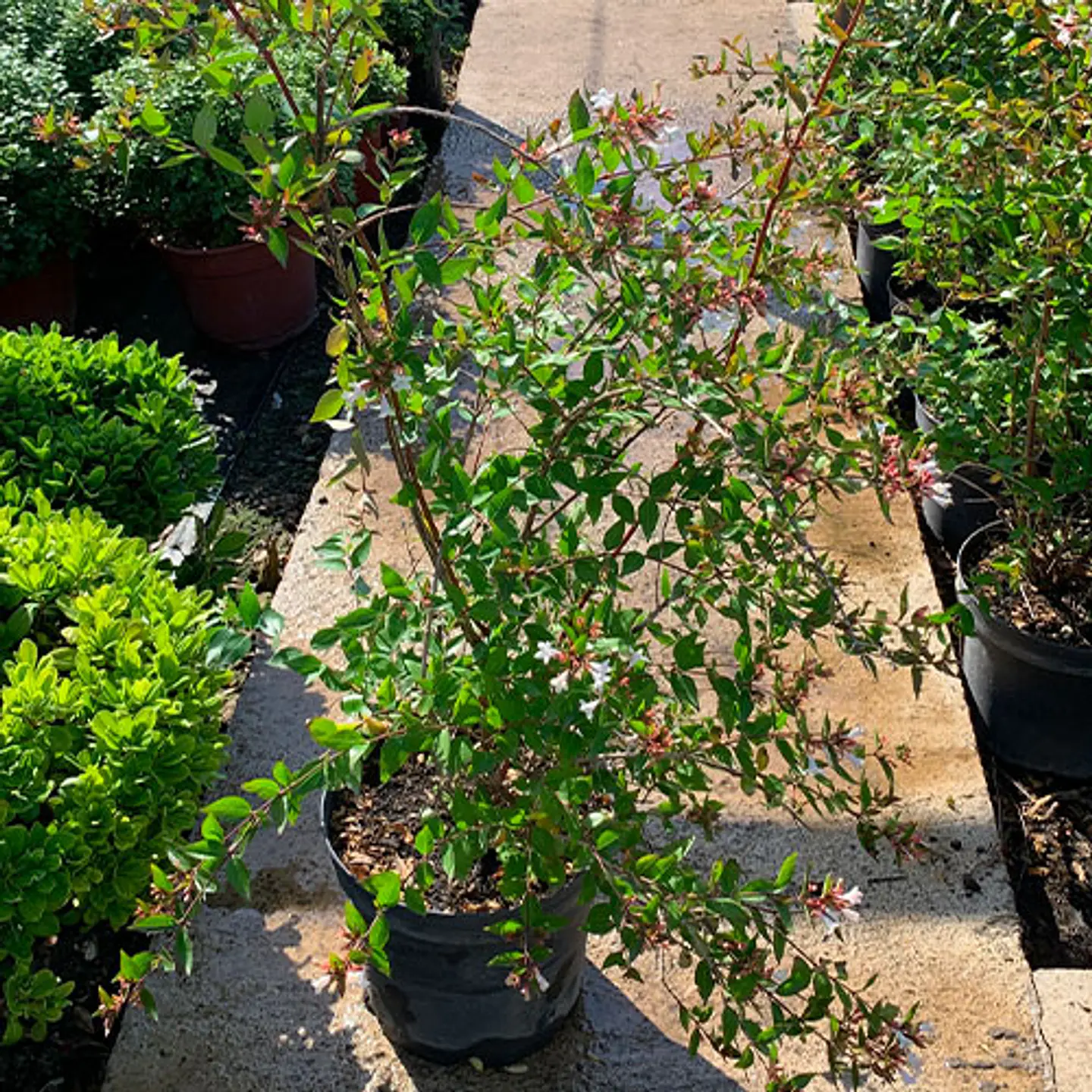 Abelia 1