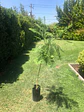 Jacarandá - Miniatura 5