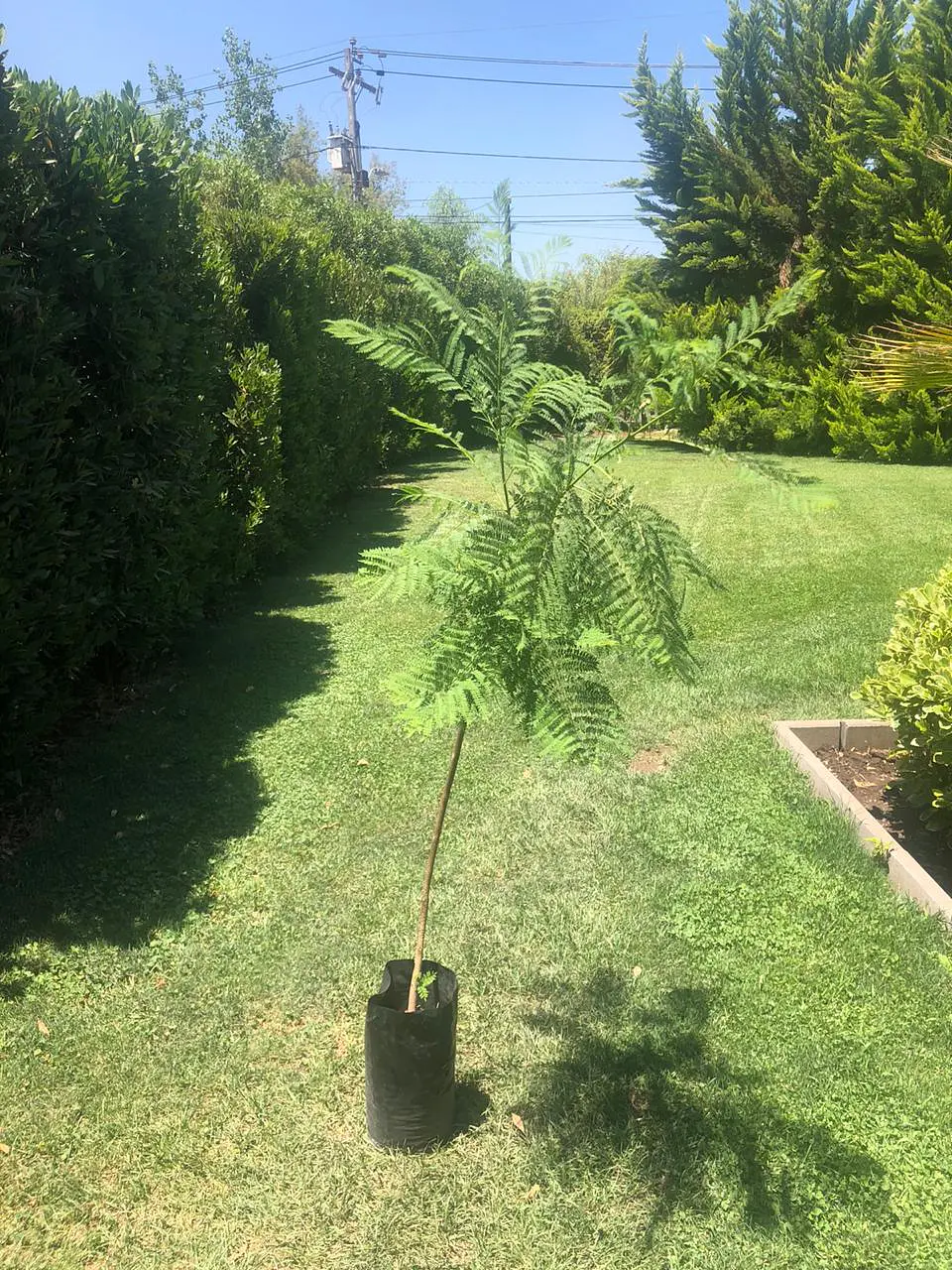 Jacarandá 5