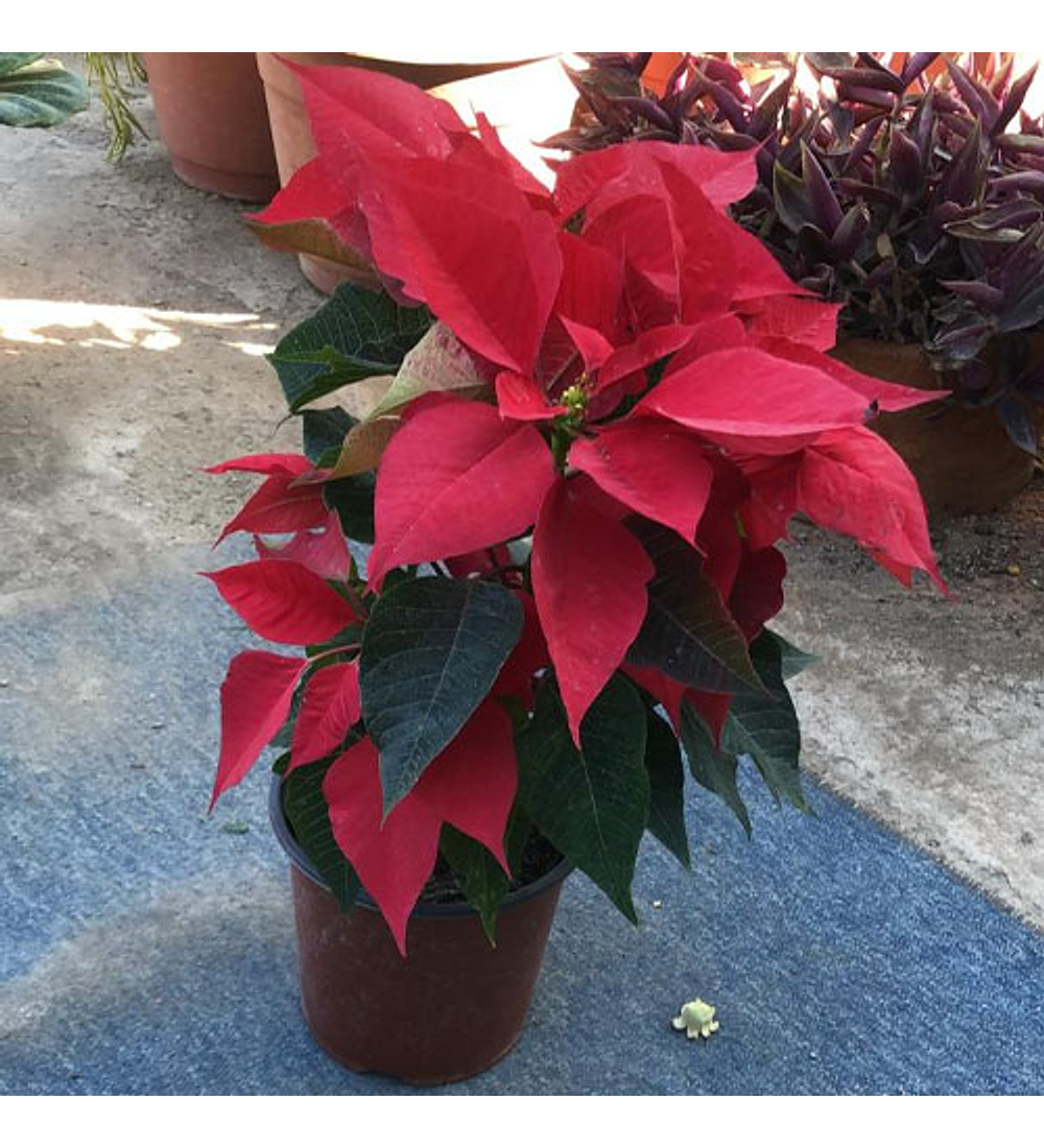 Poinsettia