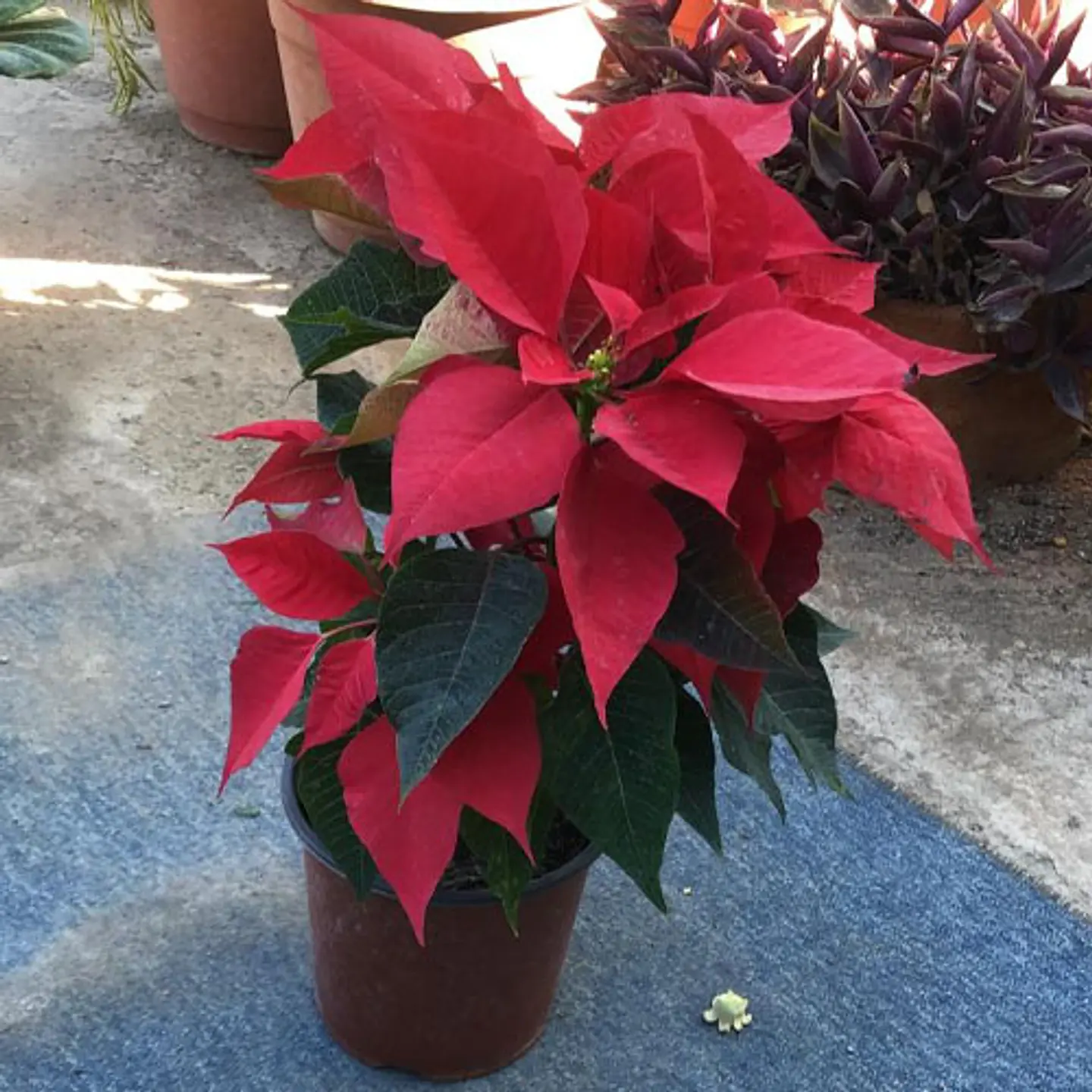 Poinsettia 2