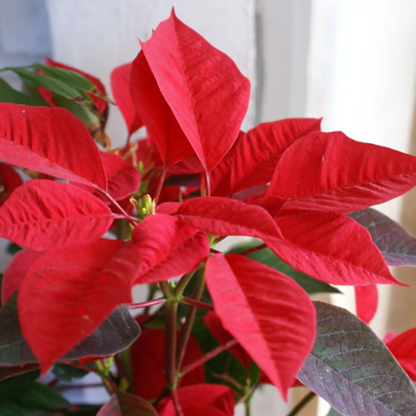 Poinsettia 1