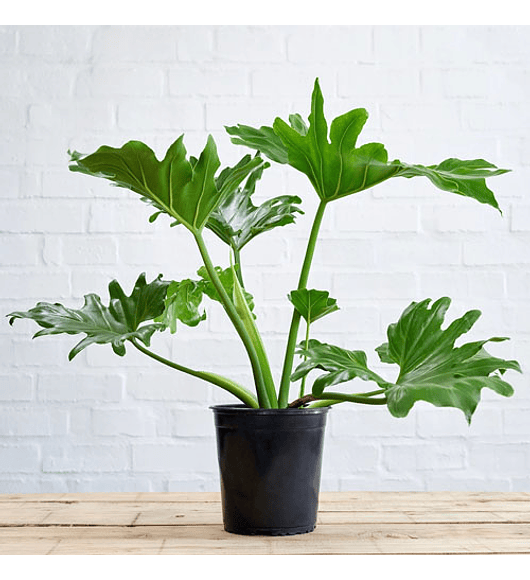 Mix plantas interior con macetero oscuro (5 unidades)
