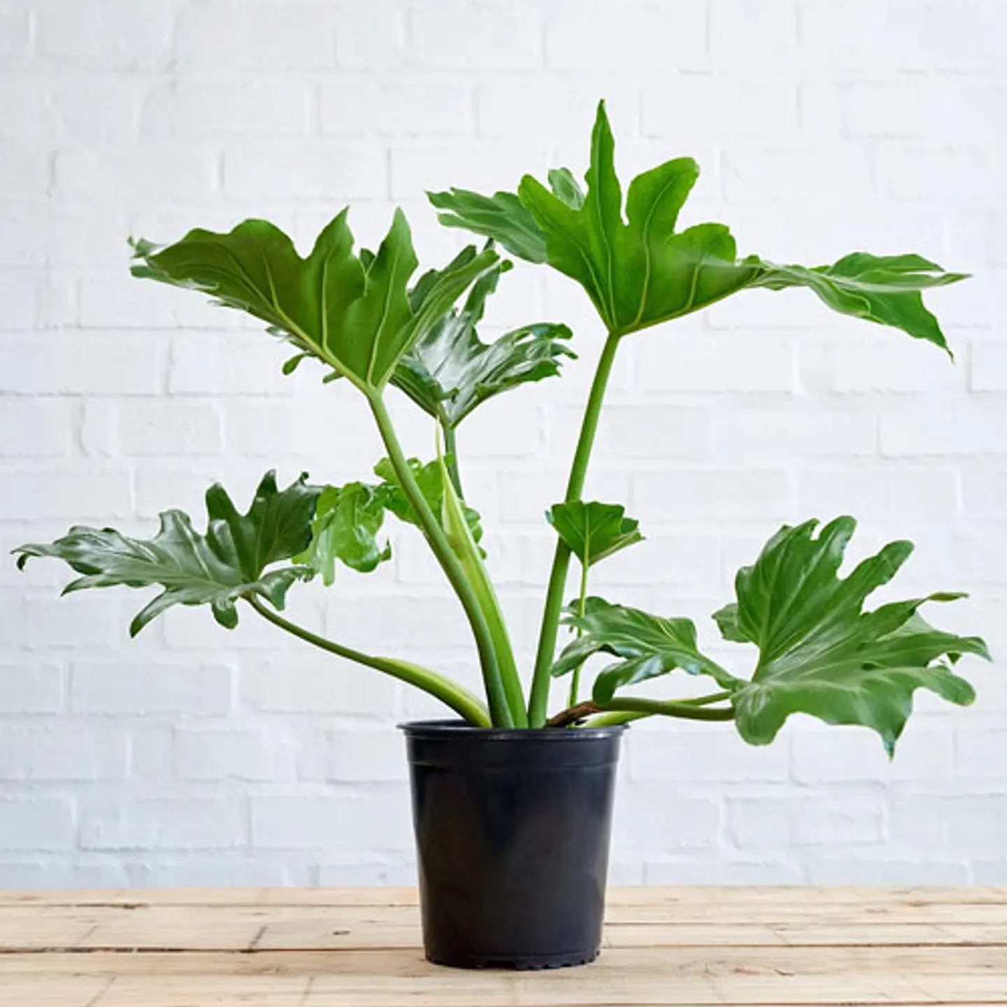 Philodendron paraguayo 1