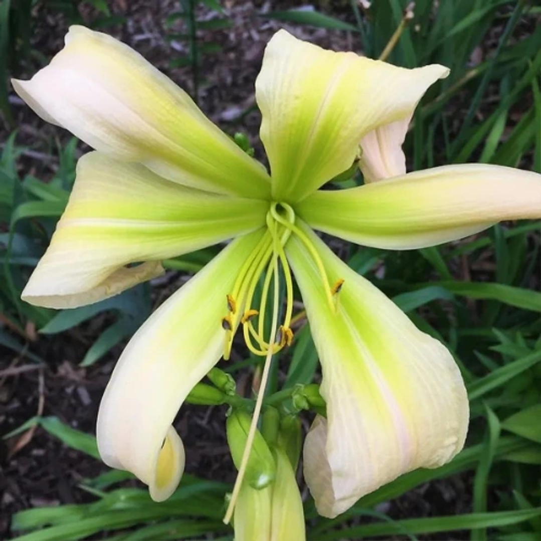 Hemerocallis Desert Icicle 1